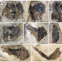 On new records of Cephalopod jaws from the Upper Bajocian (Middle Jurassic) of the Northern Caucasus (Russia, Karachay-Cherkessia).