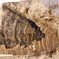 Structure of the calcitic layer of the aptychus of the ammonite genus Peltoceras